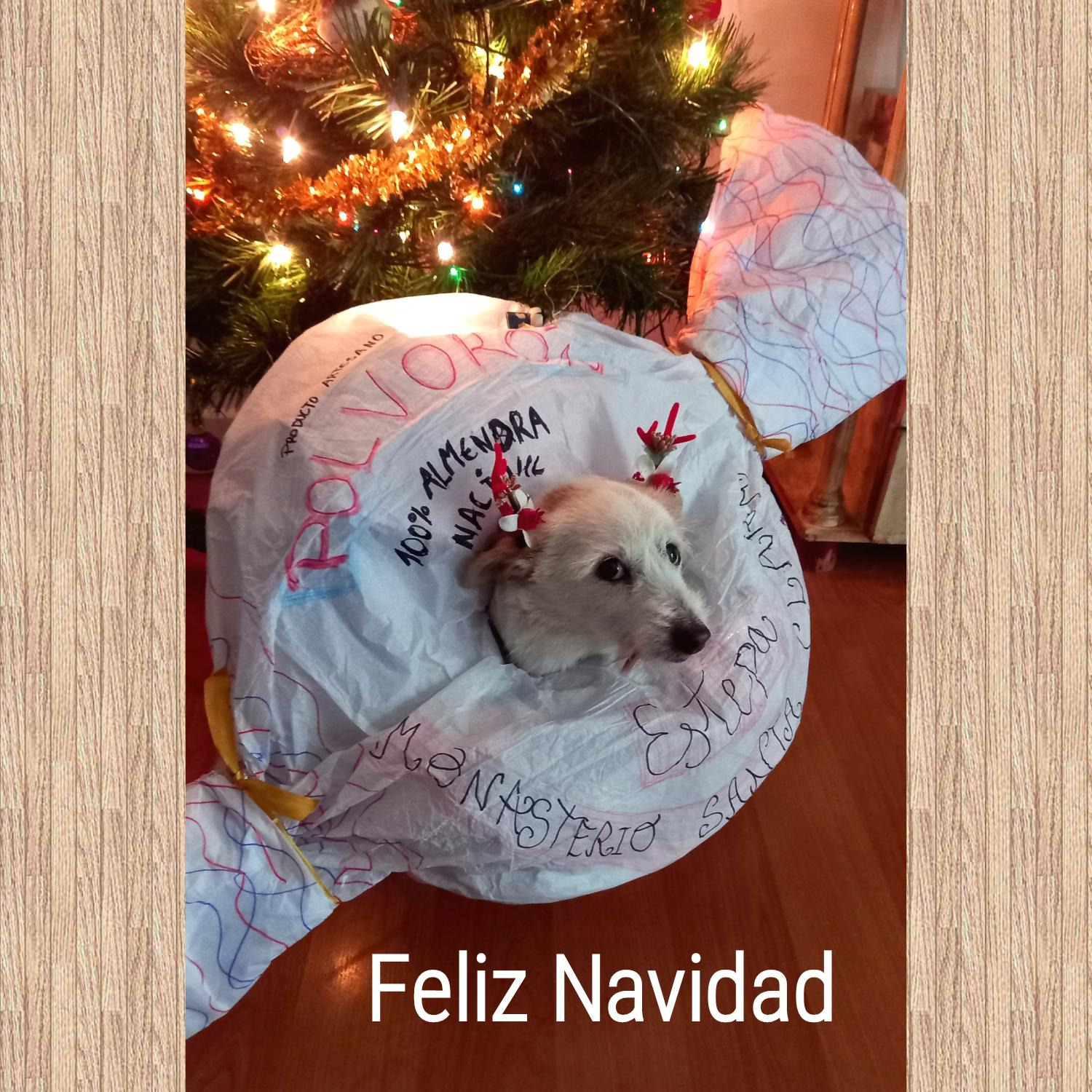 Ganadores de la Tercera Edición del concurso de Christmas Navideños de Mascotas