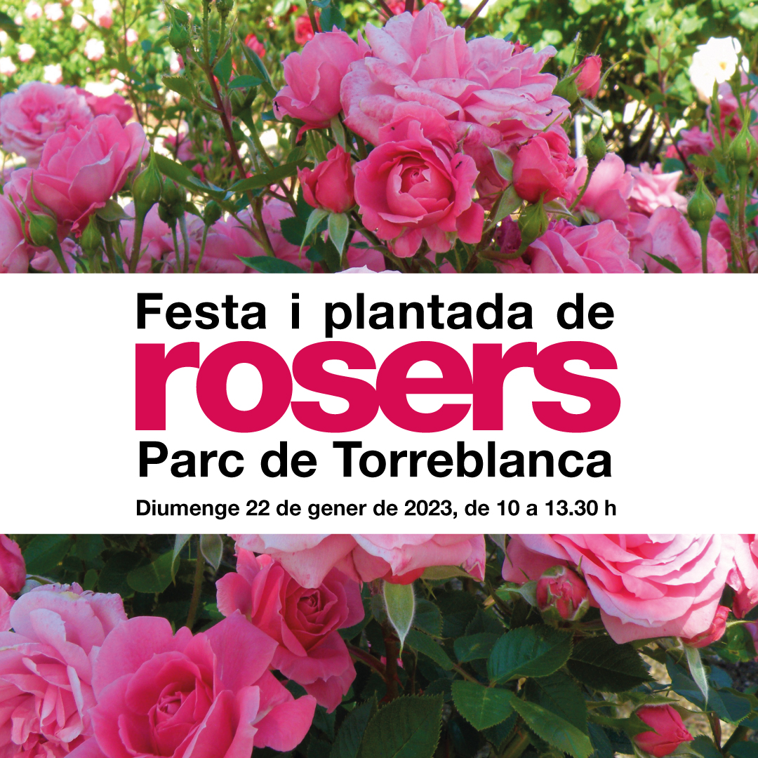 Festa i plantada de rosers al Parc de Torreblanca