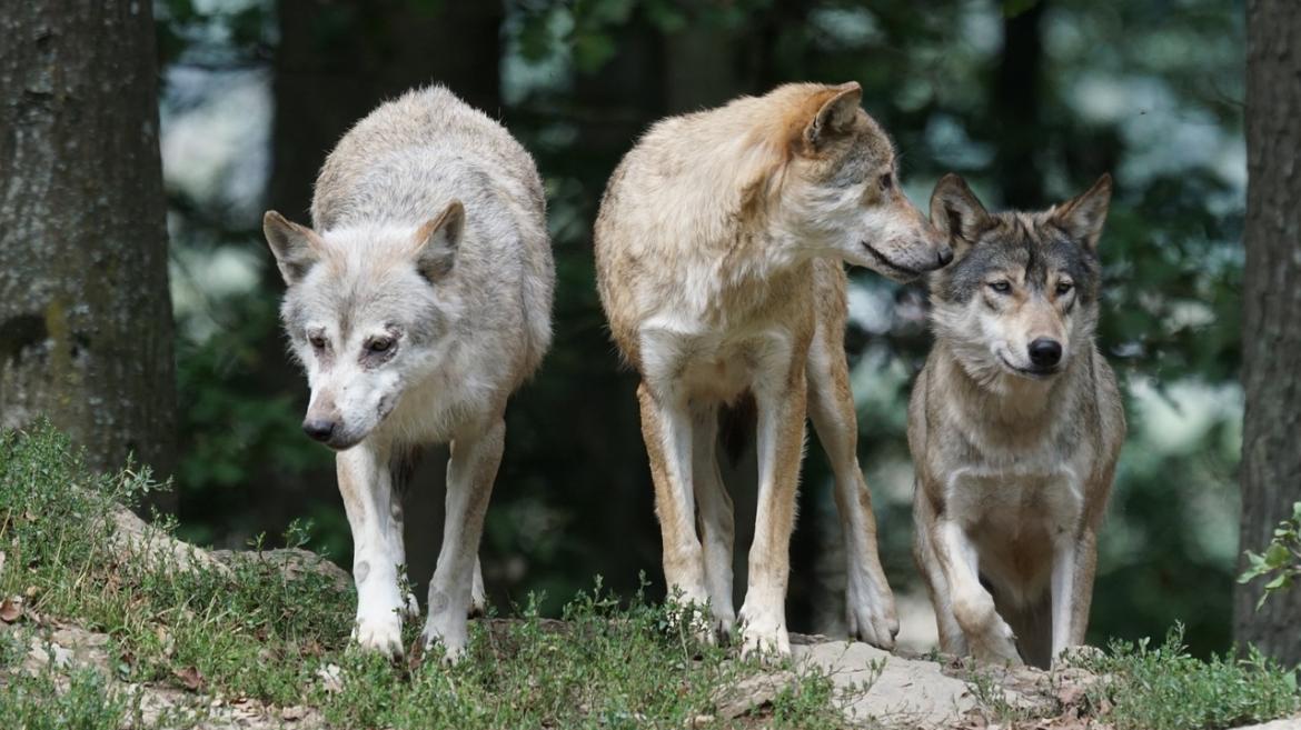 La Comunidad de Madrid convoca nuevas ayudas a los ganaderos para prevenir los ataques de lobo
