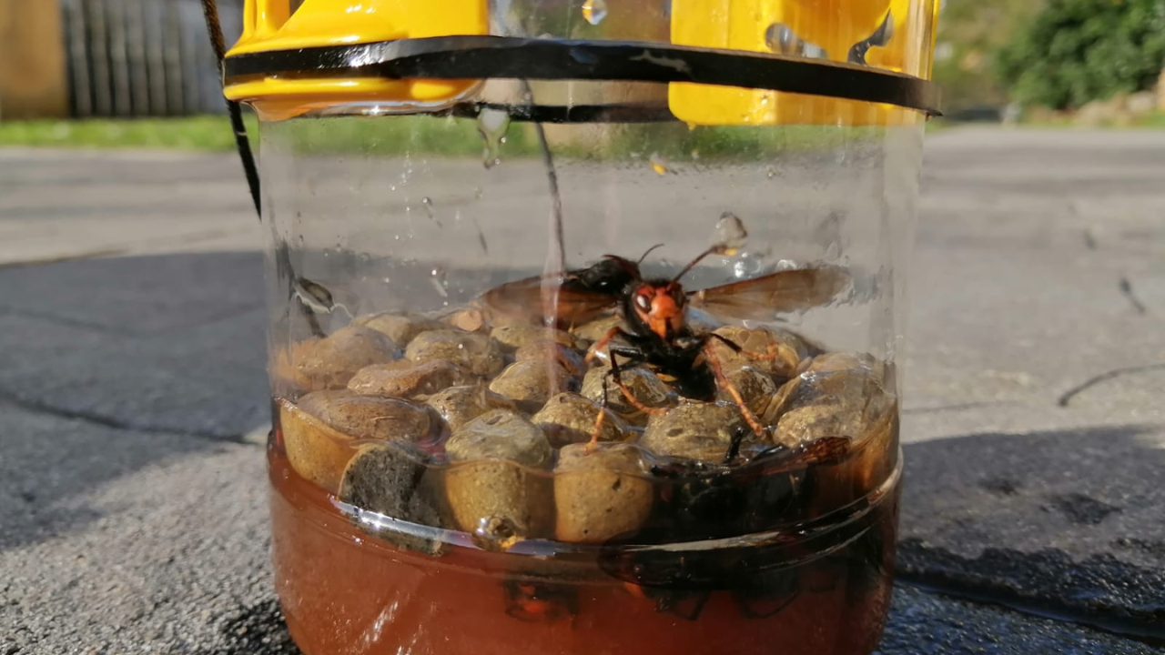 Liztor asiarra harrapatzeko tranpak ipiniko dira