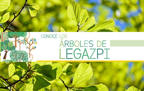 Conoce los árboles de Legazpi