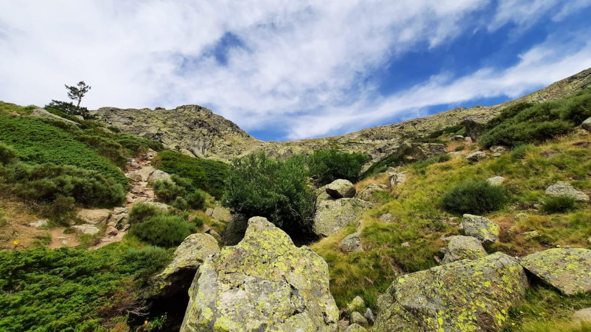 La Comunidad activa la webcam del Parque Nacional de la Sierra de Guadarrama para hacer seguimiento a una pareja de águilas calzadas procedentes de África