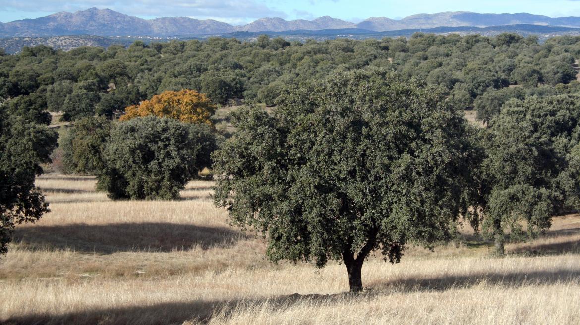 La Comunidad de Madrid convoca nuevas ayudas para recuperar los montes de titularidad privada