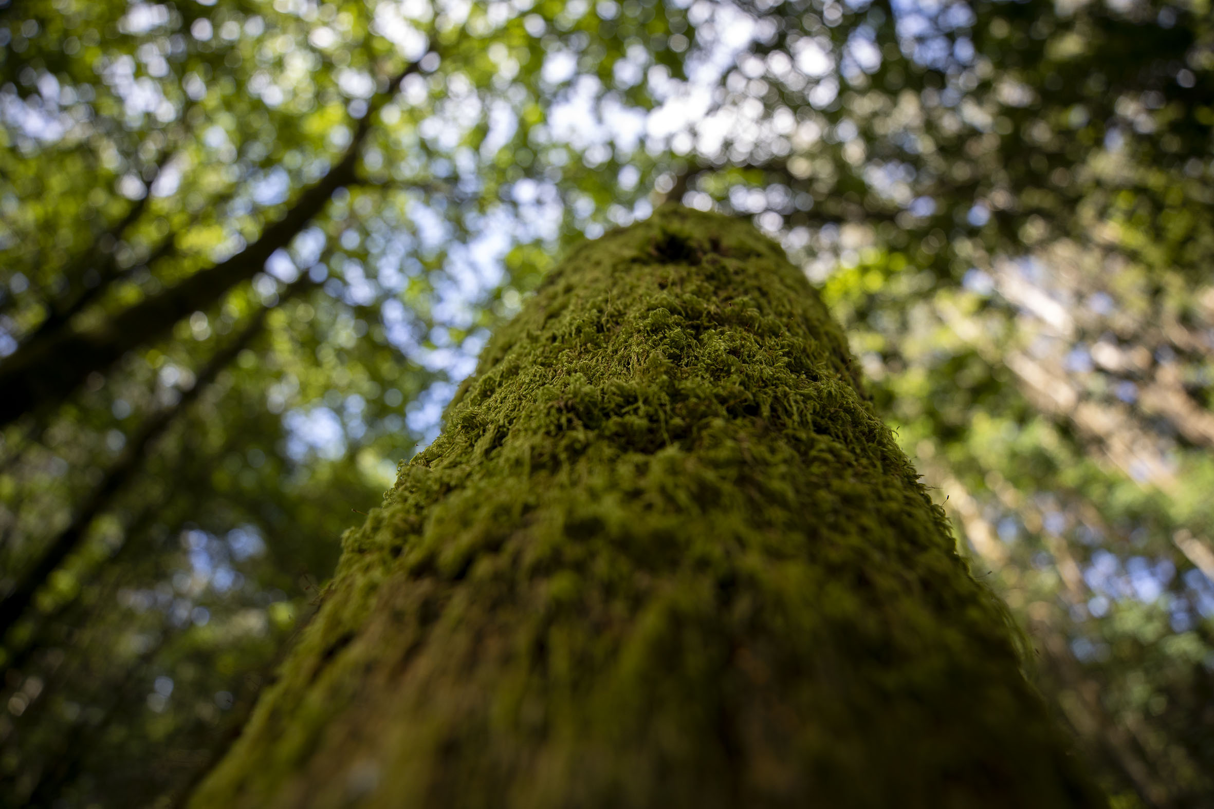 A Xunta pon a disposición do sector forestal unha ferramenta gratuíta para facilitar a trazabilidade dos produtos da madeira con tecnoloxía Blockchain