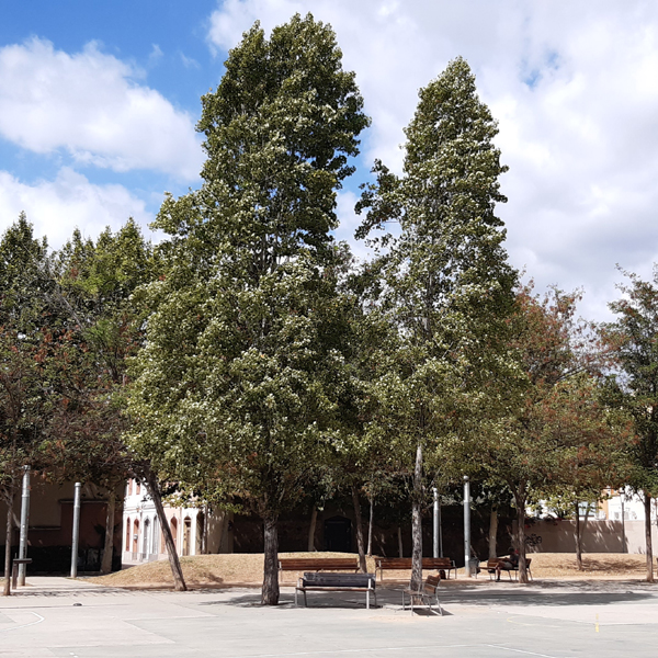 Dos arbres de la plaça del Vuit de març es talaran per evitar problemes causats per les arrels