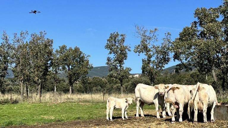La Comunidad de Madrid ofrece a los ganaderos drones con cámaras térmicas para localizar animales enfermos