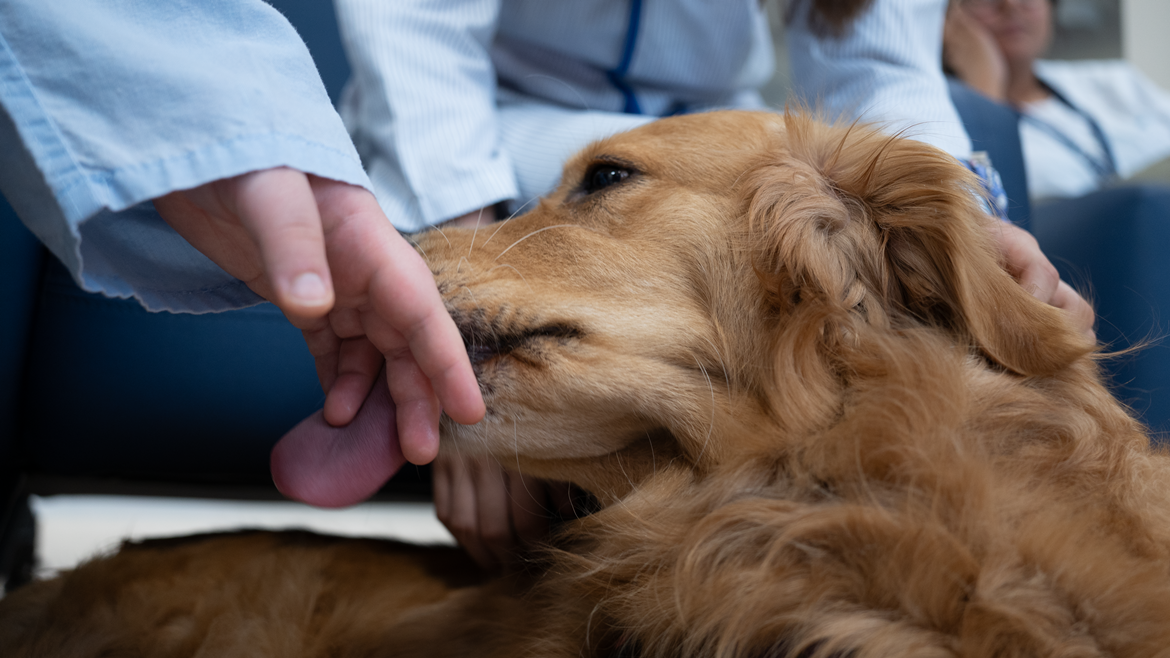 El Hospital 12 de Octubre inicia una terapia asistida con perros en la unidad de hospitalización de Psiquiatría para adolescentes