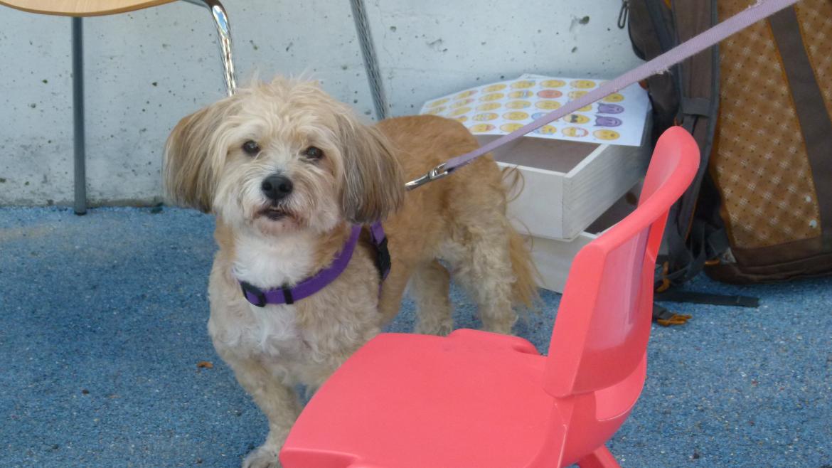 La Comunidad de Madrid organiza este fin de semana el XVIII Salón de la Adopción de animales de compañía