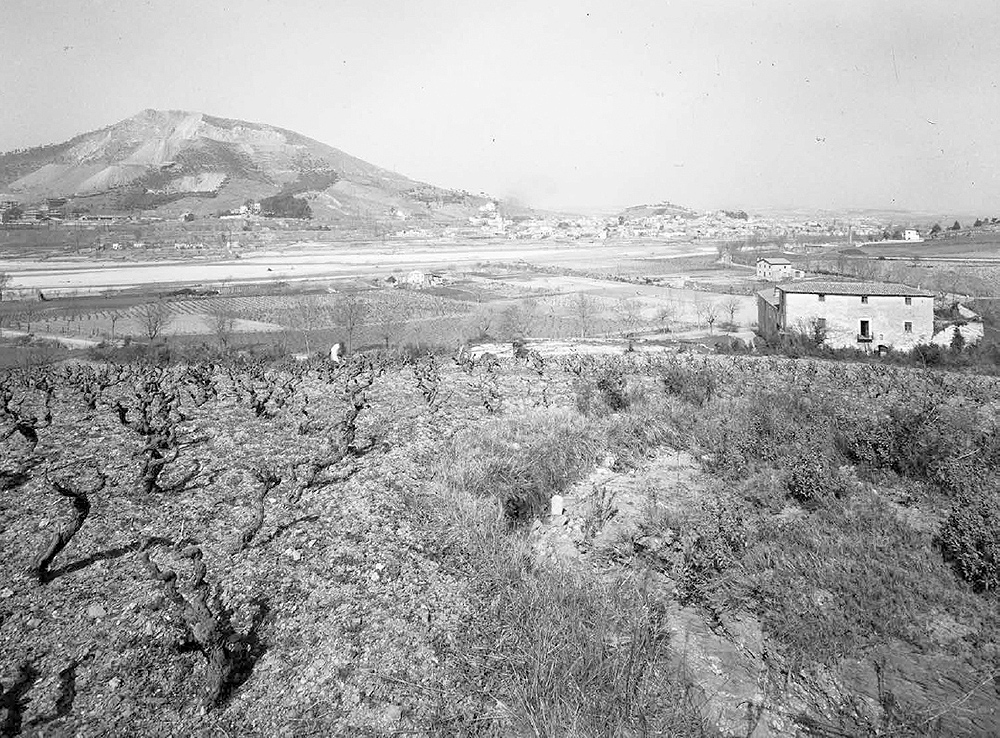L’Auditori Municipal acollirà una exposició sobre la tradició del cultiu de la vinya al Vallès Occidental