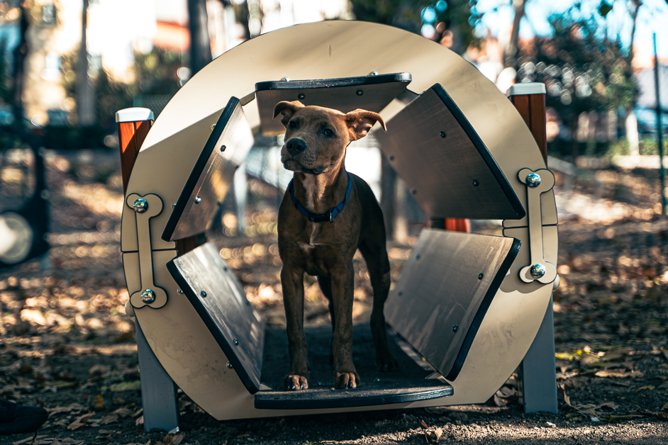 Nuevos juegos y aparatos para perros en tres áreas caninas de la ciudad