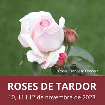 Roses de Tardor, una cita per als amics de les roses del 10 al 12 de novembre