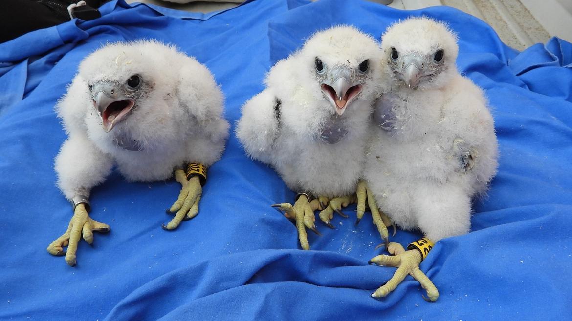 Una pareja de halcones peregrinos se reproduce y tiene tres crías en un nido instalado en la azotea del Hospital 12 de Octubre