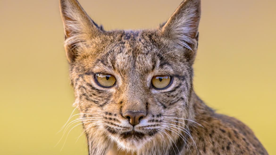 Díaz Ayuso anuncia que la Comunidad de Madrid solicitará al Gobierno central la reintroducción en 2024 del lince ibérico en la región