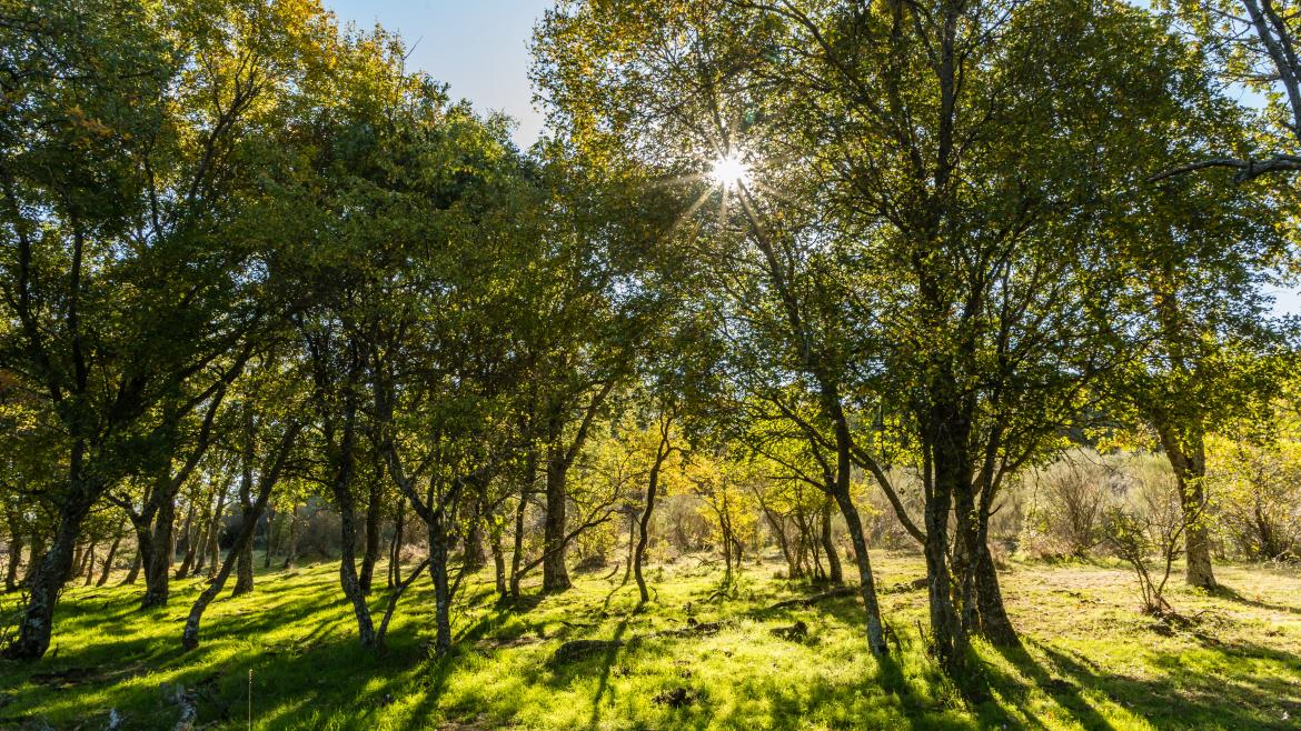 La Comunidad de Madrid exhibe sus grandes espacios naturales en FITUR