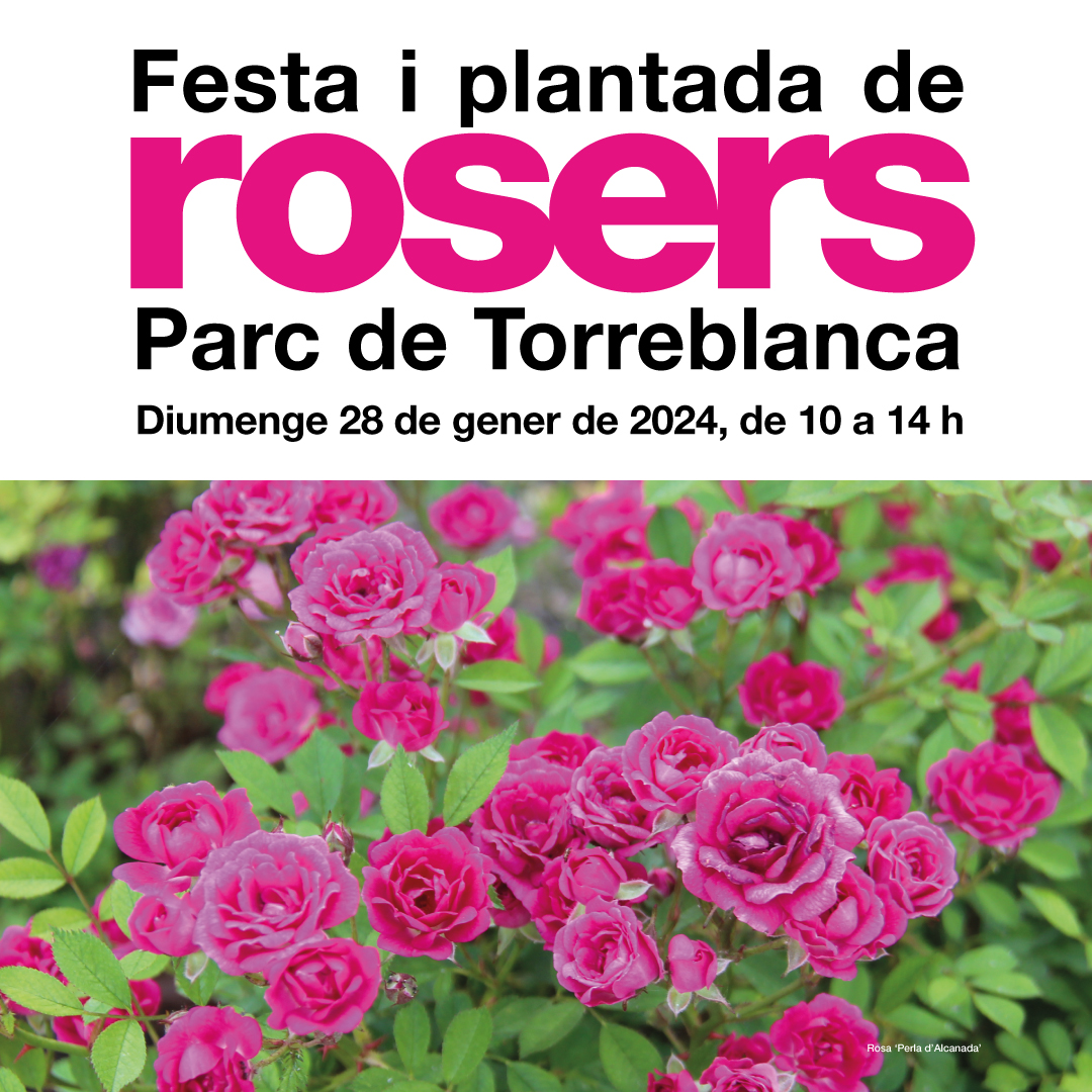Festa i plantada de rosers al Parc de Torreblanca
