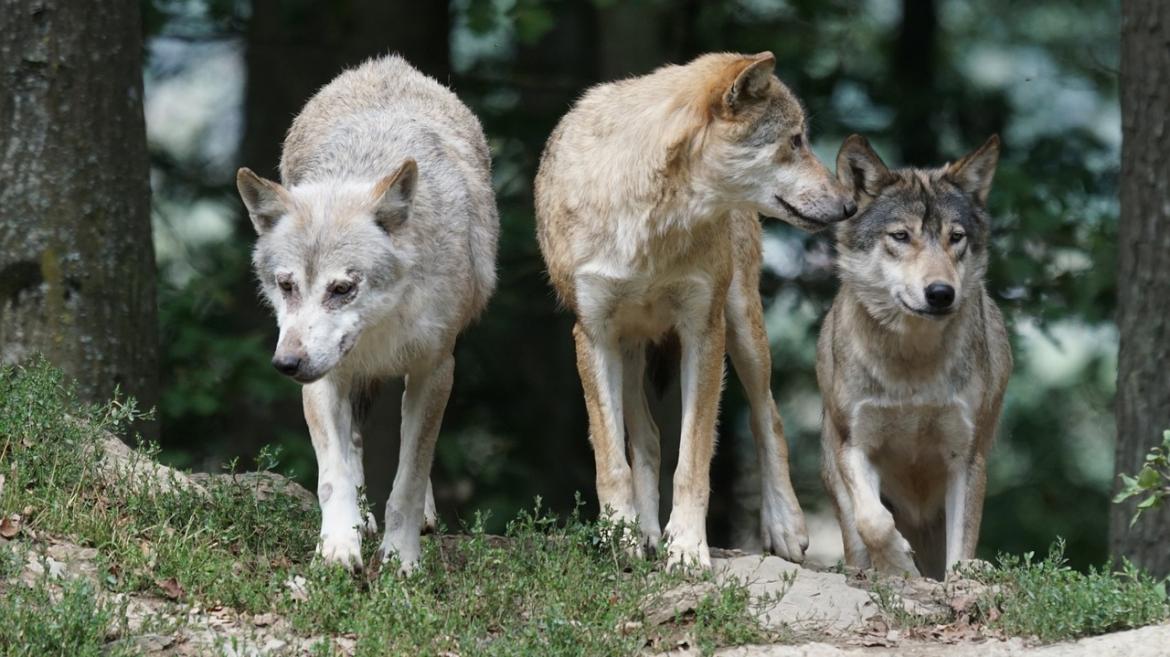 La Comunidad de Madrid concederá ayudas directas a los ganaderos por ataques de lobos, perros asilvestrados o buitres