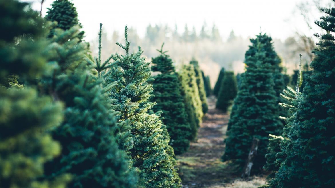 La Comunidad de Madrid recuerda la prohibición de replantar en el monte los abetos navideños