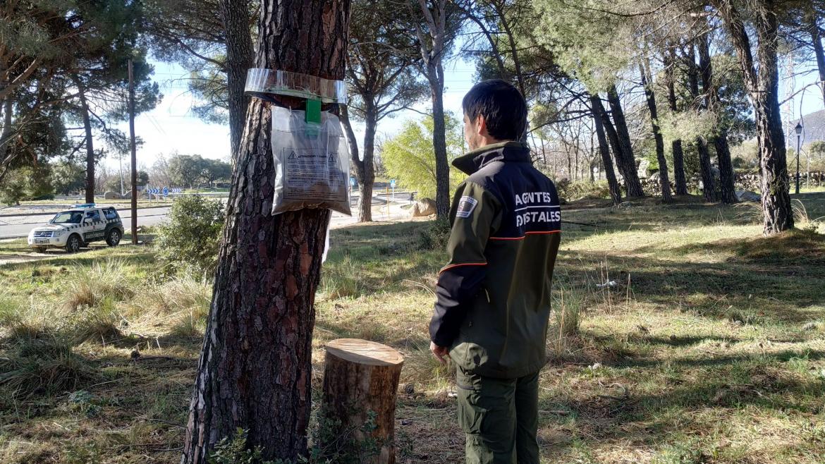 La Comunidad de Madrid supervisa más de 65.000 hectáreas de pinares de la región para detectar la presencia de la oruga procesionaria