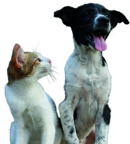La Policia Local informarà sobre la nova llei de benestar animal