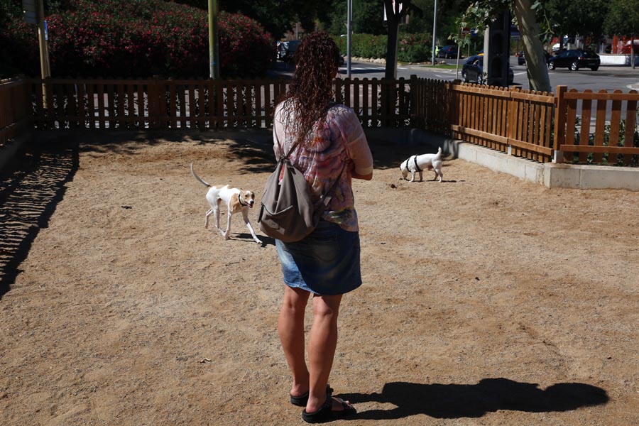 600 sanciones en el año 2023 relacionadas con la tenencia de animales