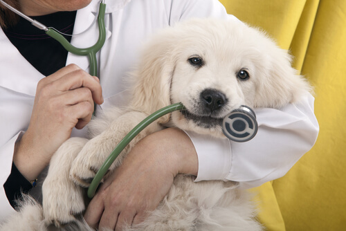 Tu perro se tiene que censar genéticamente