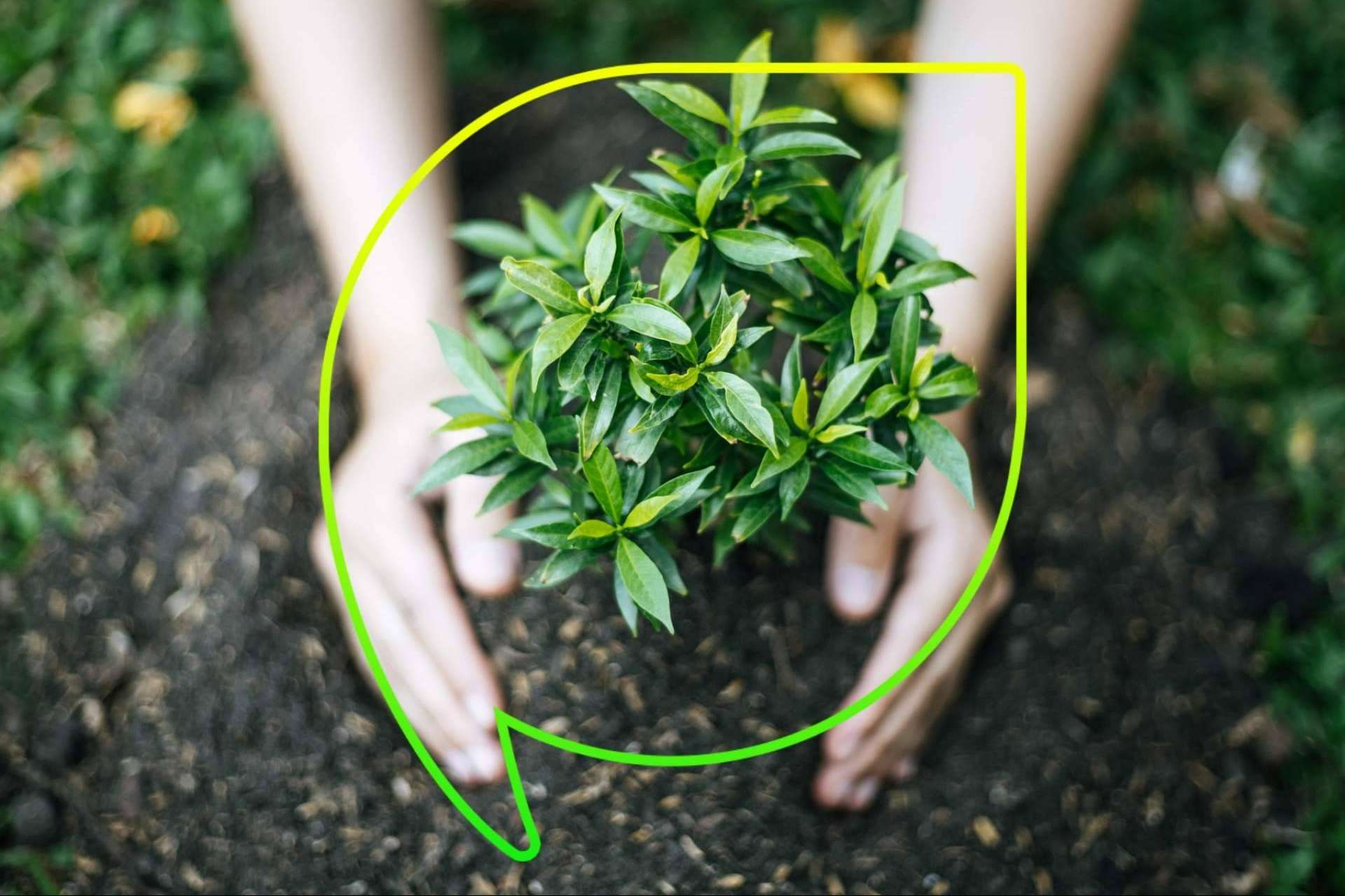 Celebración del Día del Árbol por EccoFreight con más de 4.000 árboles plantados y 10 años de compromiso con la sostenibilidad