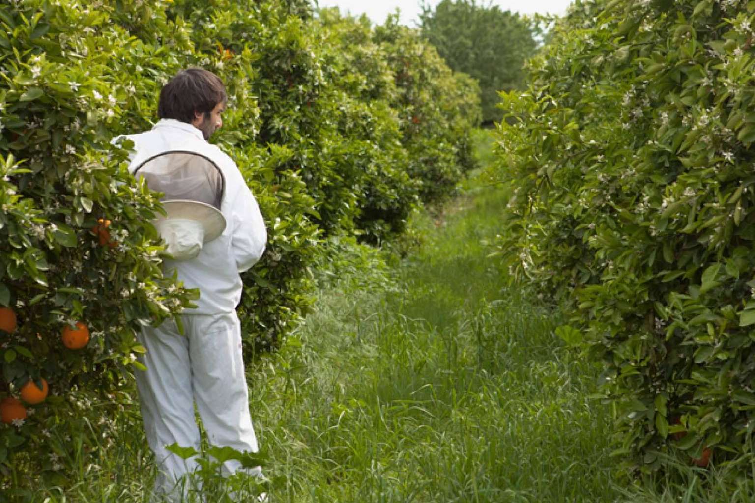 VerdeMiel productos apícolas ecológicos de Andalucía, apoyando la diversidad