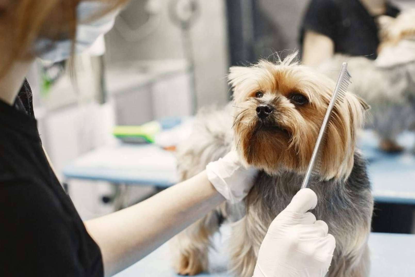 Gestor PetShop; Cumple con VeriFactu en Peluquerías y Tiendas de Animales