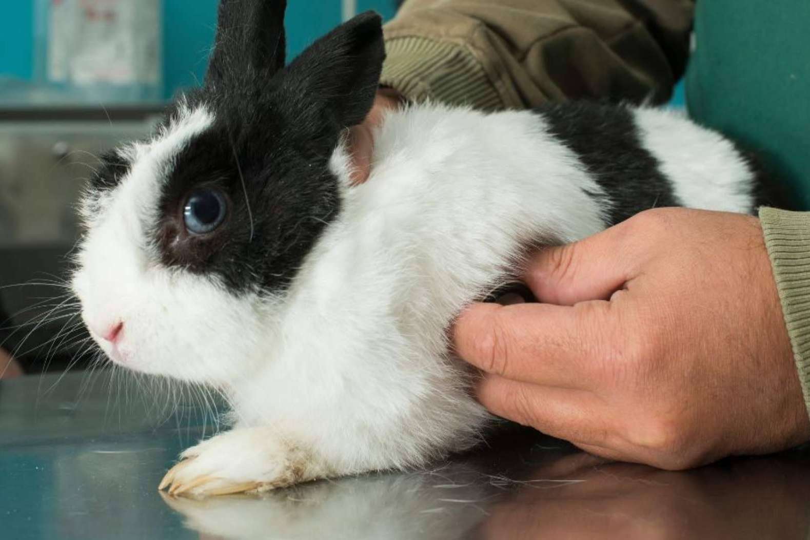 GestorVet; Cumple con la Normativa y Optimiza el Centro Veterinario