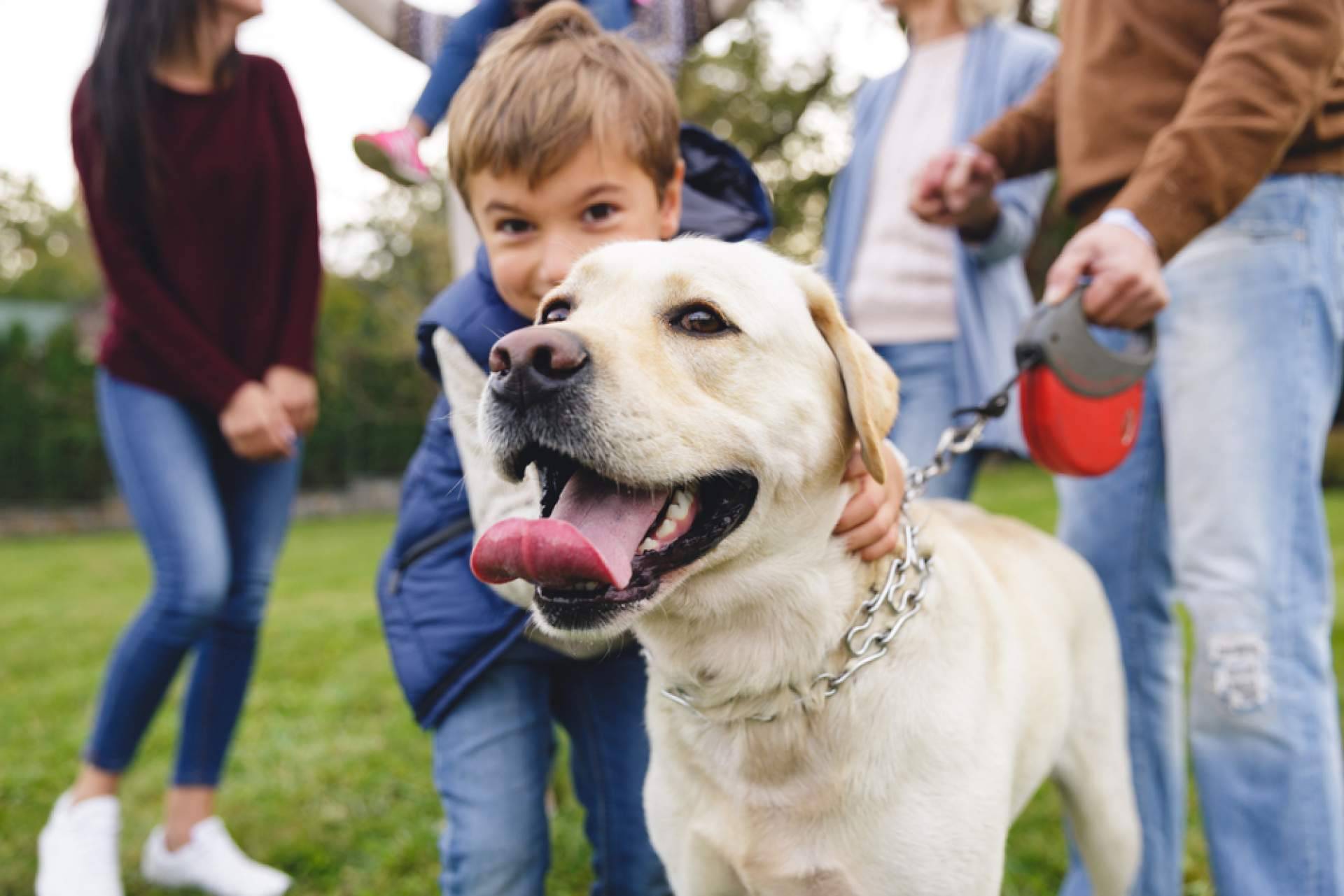 Las residencias de animales, la mejor opción para el bienestar de las mascotas cuando sus dueños viajan 