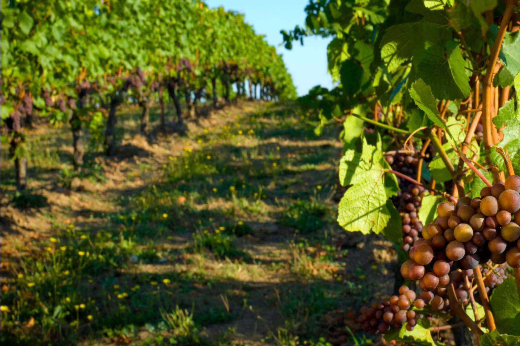 Clavei presenta su ERP especializado para bodegas con integración SILICIE 2.0 y convoca a un webinar gratuito para el sector vitivinícola