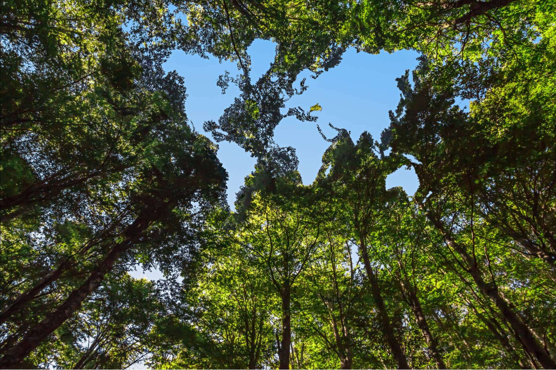 Tarjetas de visita digitales Knowee; una mejora sostenible para el Sistema de Gestión Ambiental (SGA)