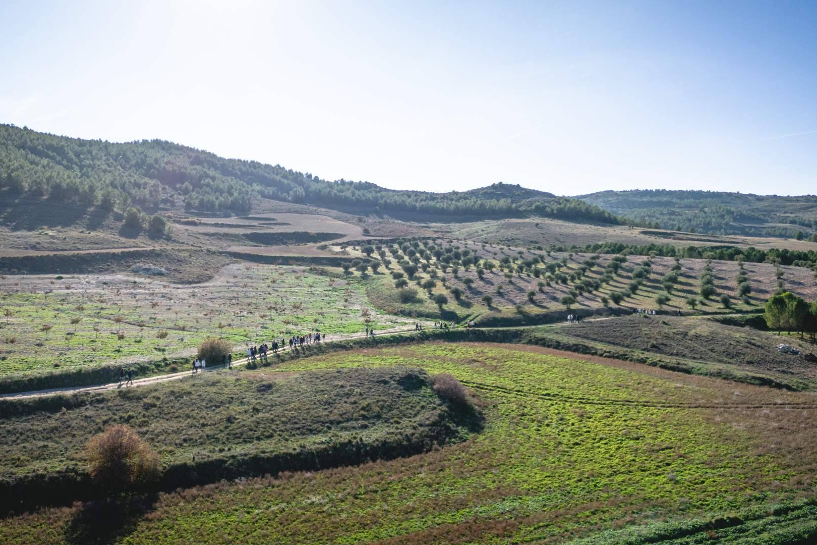 Cuando reforestar también crea empleo; el papel de los bosques en la economía rural