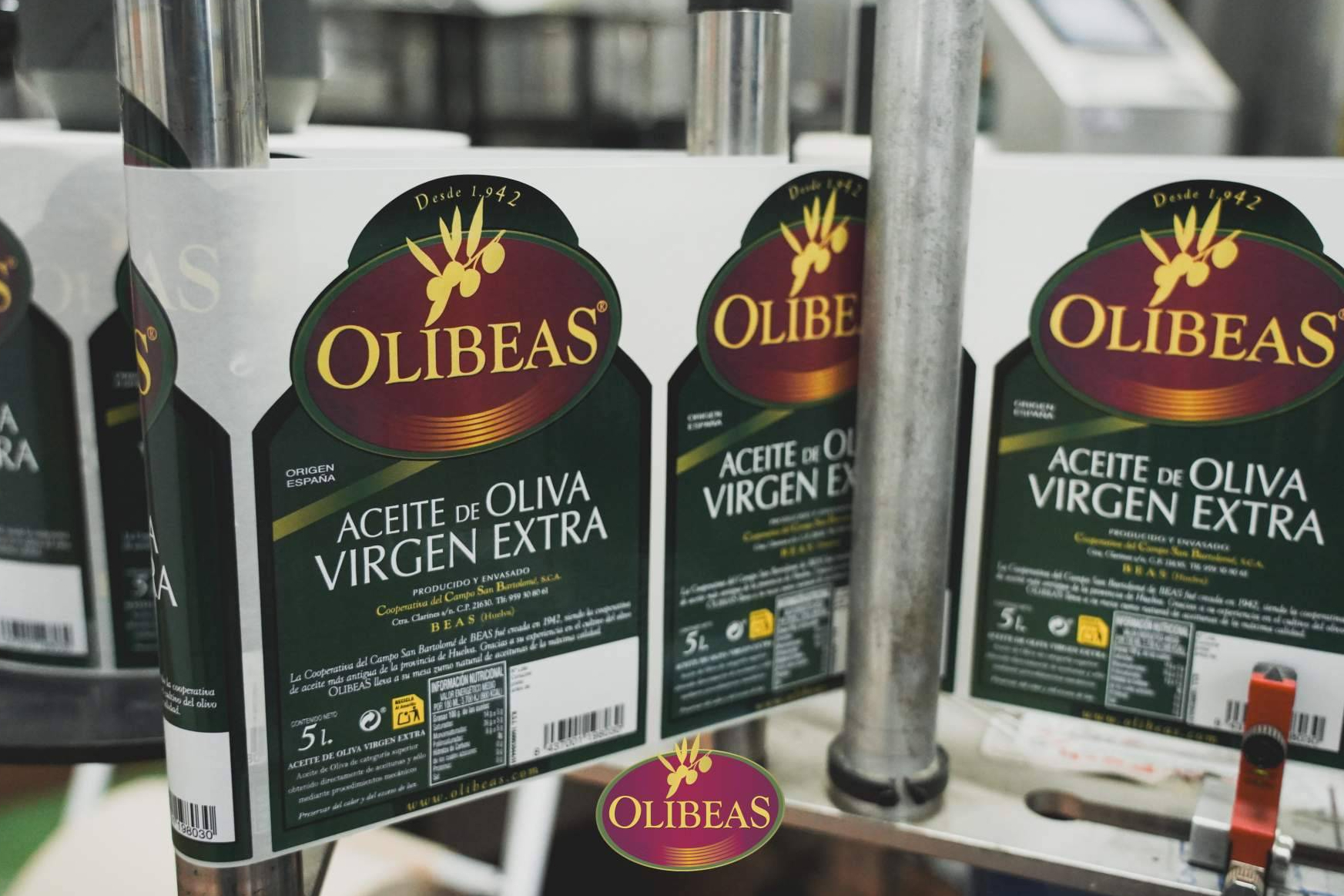 Nueva cosecha de AOVE; qué tener en cuenta antes de comprar aceite de oliva