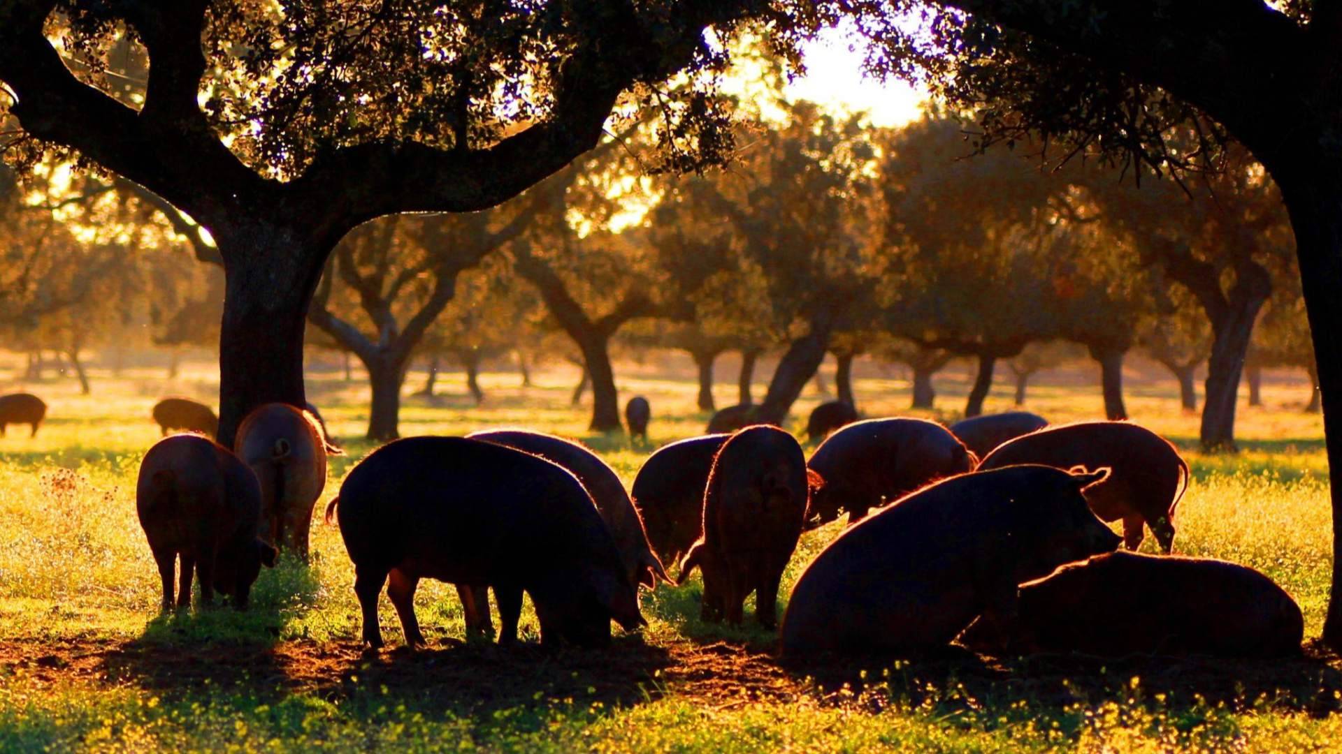 Dehesium, el nuevo nombre de País de Quercus, mayorista de carnes de la dehesa