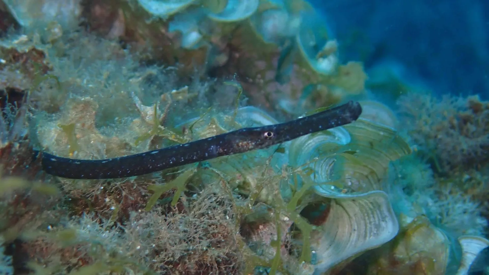 Un total de 55 peces pipa son liberados en el mar Balear como hito del Proyecto Peces Pipa